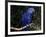 Hyacinth Macaw (Anodorhynchus Hyacinthinus)-Lynn M. Stone-Framed Photographic Print