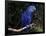 Hyacinth Macaw (Anodorhynchus Hyacinthinus)-Lynn M. Stone-Framed Photographic Print