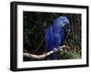 Hyacinth Macaw (Anodorhynchus Hyacinthinus)-Lynn M. Stone-Framed Photographic Print