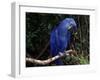 Hyacinth Macaw (Anodorhynchus Hyacinthinus)-Lynn M. Stone-Framed Photographic Print