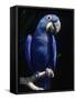 Hyacinth Macaw (Anodorhynchus Hyacinthus)-Lynn M^ Stone-Framed Stretched Canvas