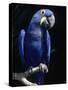 Hyacinth Macaw (Anodorhynchus Hyacinthus)-Lynn M^ Stone-Stretched Canvas