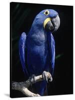 Hyacinth Macaw (Anodorhynchus Hyacinthus)-Lynn M^ Stone-Stretched Canvas