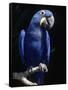 Hyacinth Macaw (Anodorhynchus Hyacinthus)-Lynn M^ Stone-Framed Stretched Canvas