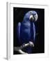 Hyacinth Macaw (Anodorhynchus Hyacinthus)-Lynn M^ Stone-Framed Premium Photographic Print