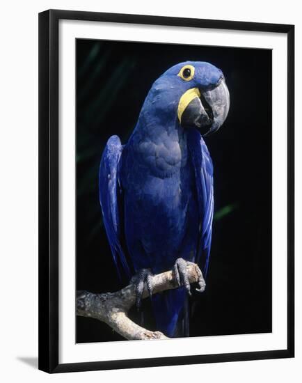 Hyacinth Macaw (Anodorhynchus Hyacinthus)-Lynn M^ Stone-Framed Premium Photographic Print