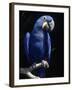 Hyacinth Macaw (Anodorhynchus Hyacinthus)-Lynn M^ Stone-Framed Premium Photographic Print