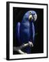 Hyacinth Macaw (Anodorhynchus Hyacinthus)-Lynn M^ Stone-Framed Premium Photographic Print