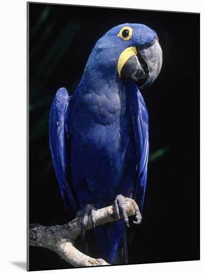 Hyacinth Macaw (Anodorhynchus Hyacinthus)-Lynn M^ Stone-Mounted Premium Photographic Print