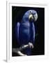 Hyacinth Macaw (Anodorhynchus Hyacinthus)-Lynn M^ Stone-Framed Premium Photographic Print