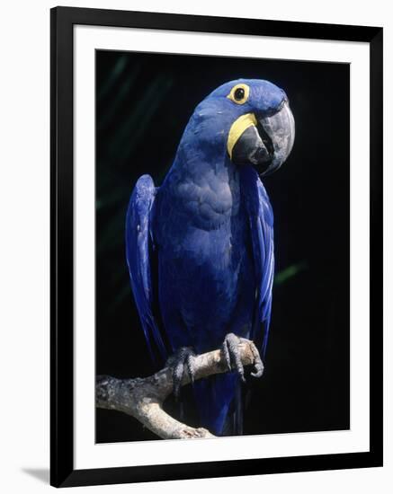 Hyacinth Macaw (Anodorhynchus Hyacinthus)-Lynn M^ Stone-Framed Premium Photographic Print