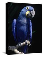 Hyacinth Macaw (Anodorhynchus Hyacinthus)-Lynn M^ Stone-Stretched Canvas