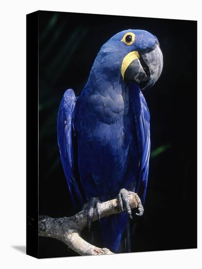 Hyacinth Macaw (Anodorhynchus Hyacinthus)-Lynn M^ Stone-Stretched Canvas