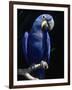 Hyacinth Macaw (Anodorhynchus Hyacinthus)-Lynn M^ Stone-Framed Photographic Print