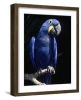 Hyacinth Macaw (Anodorhynchus Hyacinthus)-Lynn M^ Stone-Framed Photographic Print