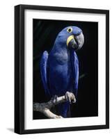 Hyacinth Macaw (Anodorhynchus Hyacinthus)-Lynn M^ Stone-Framed Photographic Print