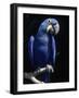 Hyacinth Macaw (Anodorhynchus Hyacinthus)-Lynn M^ Stone-Framed Photographic Print