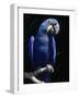 Hyacinth Macaw (Anodorhynchus Hyacinthus)-Lynn M^ Stone-Framed Photographic Print