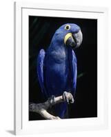 Hyacinth Macaw (Anodorhynchus Hyacinthus)-Lynn M^ Stone-Framed Photographic Print