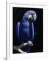 Hyacinth Macaw (Anodorhynchus Hyacinthus)-Lynn M^ Stone-Framed Photographic Print