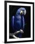 Hyacinth Macaw (Anodorhynchus Hyacinthus)-Lynn M^ Stone-Framed Photographic Print