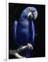 Hyacinth Macaw (Anodorhynchus Hyacinthus)-Lynn M^ Stone-Framed Photographic Print