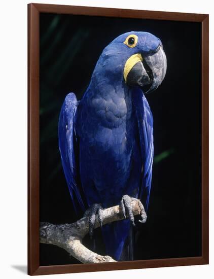 Hyacinth Macaw (Anodorhynchus Hyacinthus)-Lynn M^ Stone-Framed Photographic Print