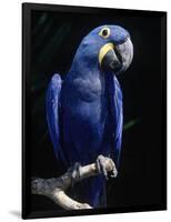 Hyacinth Macaw (Anodorhynchus Hyacinthus)-Lynn M^ Stone-Framed Photographic Print