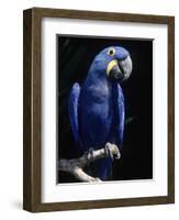 Hyacinth Macaw (Anodorhynchus Hyacinthus)-Lynn M^ Stone-Framed Photographic Print