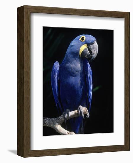 Hyacinth Macaw (Anodorhynchus Hyacinthus)-Lynn M^ Stone-Framed Photographic Print