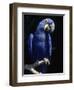 Hyacinth Macaw (Anodorhynchus Hyacinthus)-Lynn M^ Stone-Framed Photographic Print