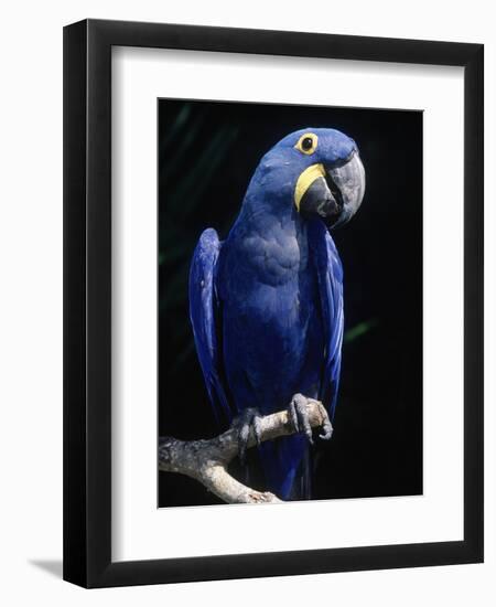 Hyacinth Macaw (Anodorhynchus Hyacinthus)-Lynn M^ Stone-Framed Photographic Print