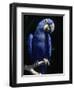 Hyacinth Macaw (Anodorhynchus Hyacinthus)-Lynn M^ Stone-Framed Photographic Print