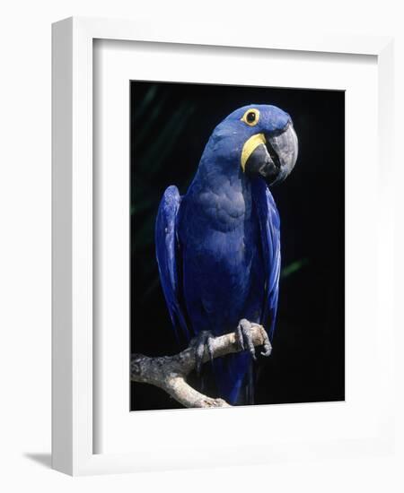 Hyacinth Macaw (Anodorhynchus Hyacinthus)-Lynn M^ Stone-Framed Photographic Print