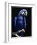 Hyacinth Macaw (Anodorhynchus Hyacinthus)-Lynn M^ Stone-Framed Photographic Print