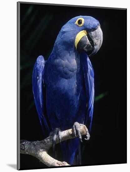 Hyacinth Macaw (Anodorhynchus Hyacinthus)-Lynn M^ Stone-Mounted Photographic Print