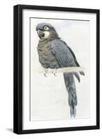 Hyacinth Macaw, C.1890-Henry Stacey Marks-Framed Giclee Print