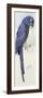 Hyacinth Macaw, C.1890-Henry Stacey Marks-Framed Giclee Print