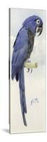 Hyacinth Macaw, C.1890-Henry Stacey Marks-Stretched Canvas
