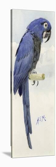 Hyacinth Macaw, C.1890-Henry Stacey Marks-Stretched Canvas