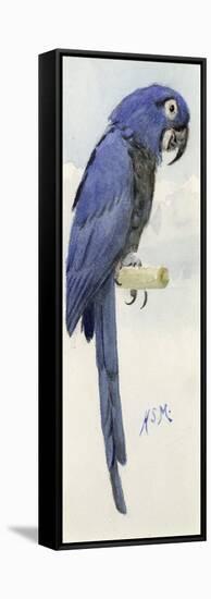Hyacinth Macaw, C.1890-Henry Stacey Marks-Framed Stretched Canvas