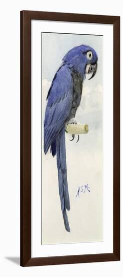 Hyacinth Macaw, C.1890-Henry Stacey Marks-Framed Giclee Print