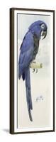 Hyacinth Macaw, C.1890-Henry Stacey Marks-Framed Giclee Print