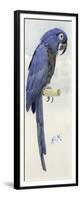 Hyacinth Macaw, C.1890-Henry Stacey Marks-Framed Giclee Print