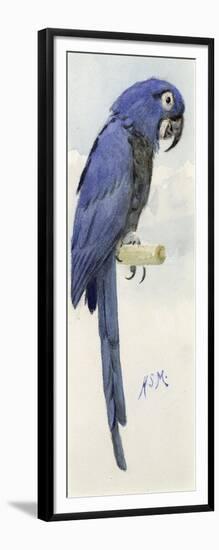 Hyacinth Macaw, C.1890-Henry Stacey Marks-Framed Giclee Print