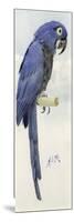 Hyacinth Macaw, C.1890-Henry Stacey Marks-Mounted Giclee Print