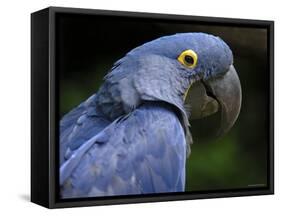 Hyacinth Macaw, Head Profile-Eric Baccega-Framed Stretched Canvas