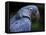 Hyacinth Macaw, Head Profile-Eric Baccega-Framed Stretched Canvas