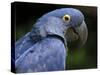 Hyacinth Macaw, Head Profile-Eric Baccega-Stretched Canvas