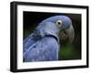 Hyacinth Macaw, Head Profile-Eric Baccega-Framed Photographic Print